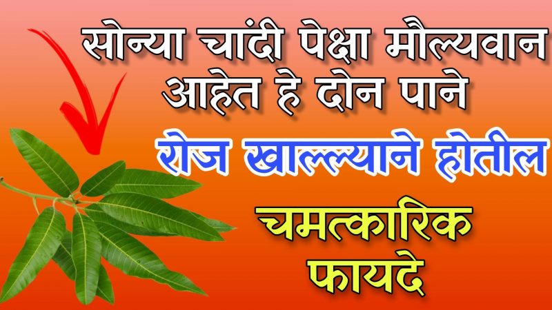 1 मिनिटांत पिवळे दात करा पांढरे; रोज ही पाने खाल्ल्याने होतात चमत्कारिक फायदे.!