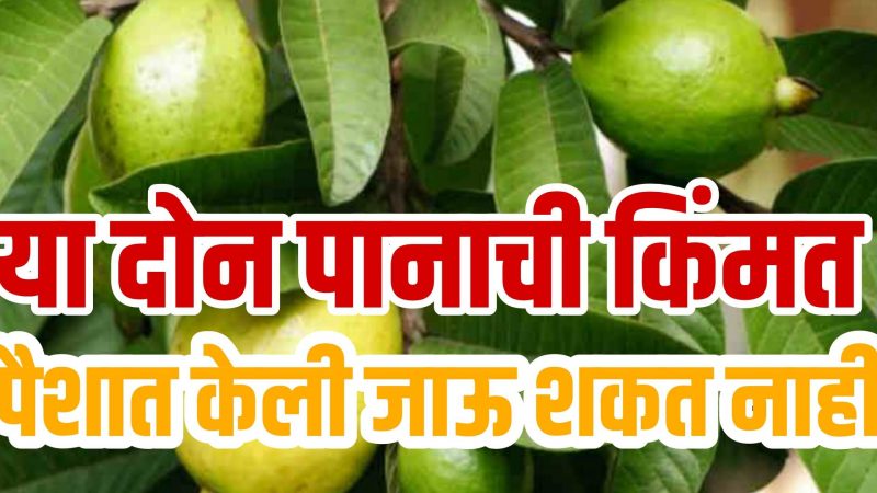 ही 3 पाने खा आणि मोफत आजार दूर करा; या पानांची किंमत पैशांत होऊ शकत नाही.!