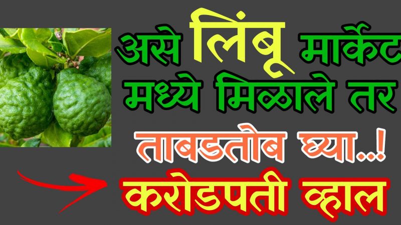 असे लिंबू मार्केटमध्ये मिळाले तर ताबडतोब खरेदी करा; इतका पैसा येईल ज्याचा कधी विचारच केला नसेल.!