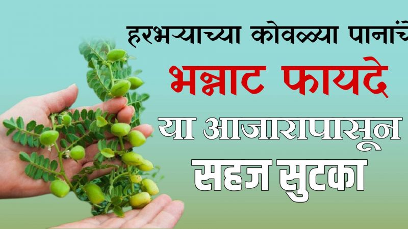 हरभऱ्याच्या कोवळ्या पानांचे हे भन्नाट फायदे; या आजारांपासून करेल कायमची सुटका.!