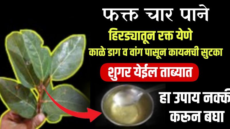 या झाडाची फक्त 4 पाने, हिरड्यातून रक्त येणे, काळे डाग करतील कायमचे दूर.!