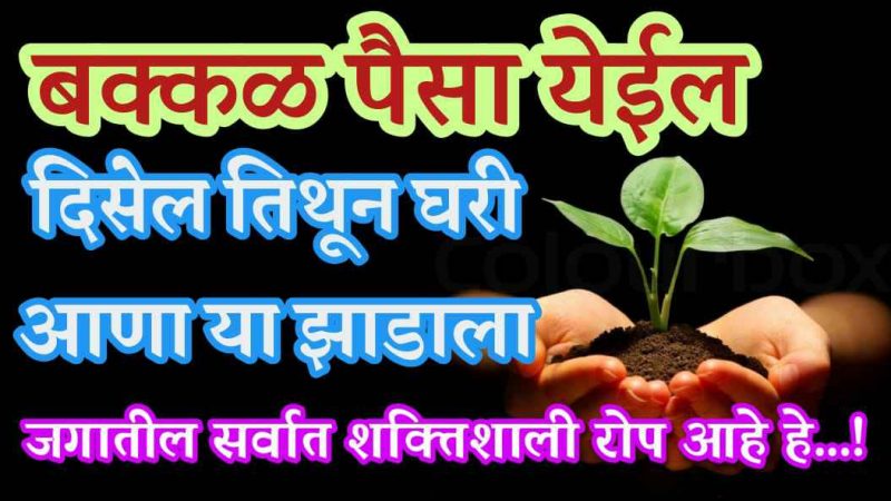 जगातील सर्वात शक्तिशाली आहे हे रोप; दिसेल तिथून घरी आणा, मिळेल बक्कळ पैसा.!