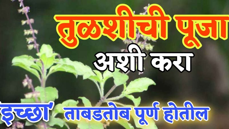 दररोज अशी करा तुळशीची पूजा; माता तुळशी होईल प्रसन्न, ताबडतोब इच्छा होईल पूर्ण.!
