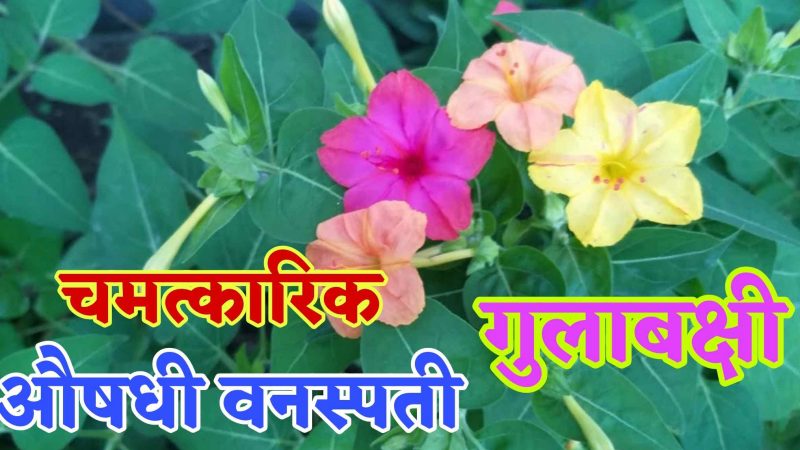 या चमत्कारिक औषधी वनस्पतीचा एकदा नक्की वापर करा; शरीरातील सर्व आजार होतील कायमचे नाहीसे.!