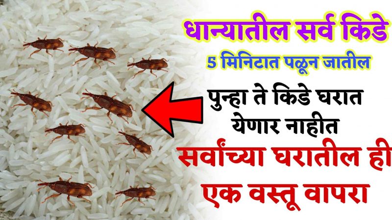 घरातील वापरा फक्त हि एक वस्तू;  5 मिनिटात धान्यातील किडे पळून जातील, पुन्हा धान्यात किडे कधीच होणार नाहीत.!