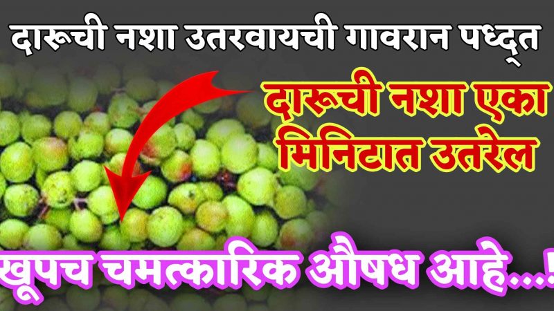 सर्वांच्या जवळची आणि अनेक आजार फुकट बरे करणाऱ्या वनस्पतीबद्दल एकदा नक्की जाणून घ्या.!