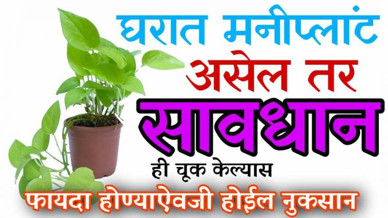 घरात मनी प्लांट असेल तर सावधान; ही चूक केल्यास फायदे ऐवजी होईल नुकसान.!