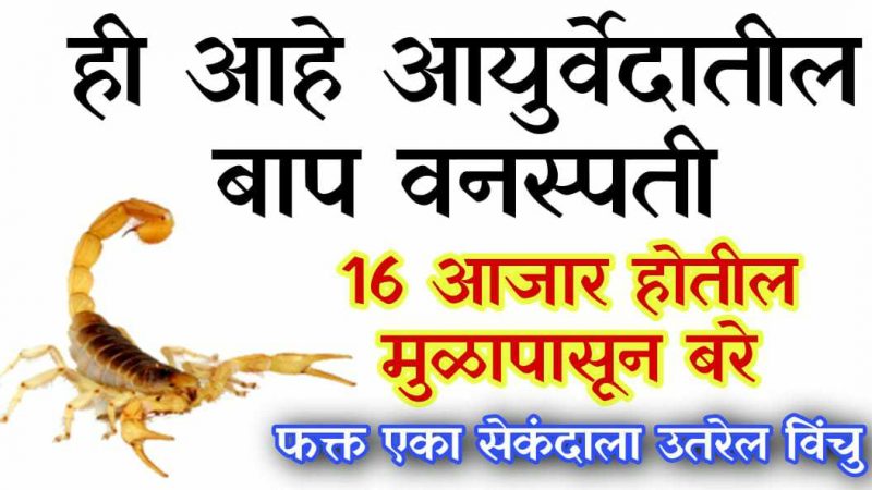 भारतीय आयुर्वेदातील चमत्कारिक वनस्पती; १६ आजार मुळापासूनच करेल बरे.!
