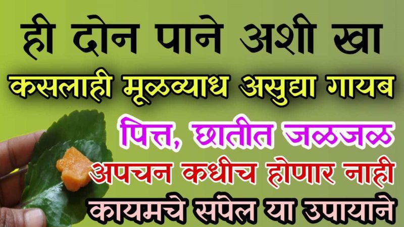 हि २ पाने अशाप्रकारे खा; कसल्याही प्रकारचा मुळव्याध सात दिवसात होईल बरा.!