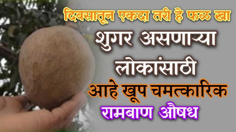 दिसताच हे फळ खा; शुगर,अपचन,पोट साफ हे आजार लगेचच होईल गायब.!