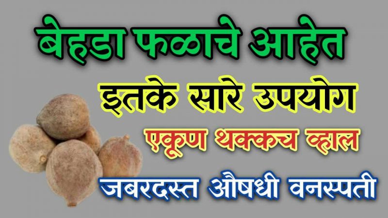हे आहेत बेहडा वनस्पतीचे औषधी उपयोग; फायदे ऐकून पायाखालची जमीनच सरकेल.!