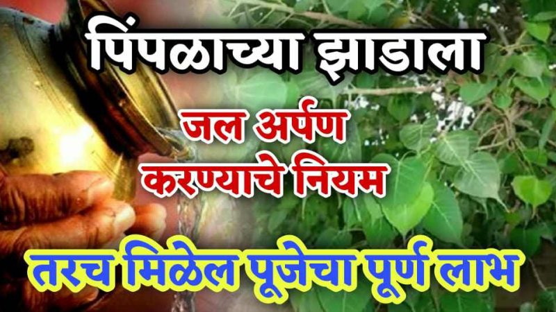 पिंपळाच्या झाडाला जल अर्पण करण्याचे नियम; तरच मिळेल पूजेचा पूर्ण लाभ.!