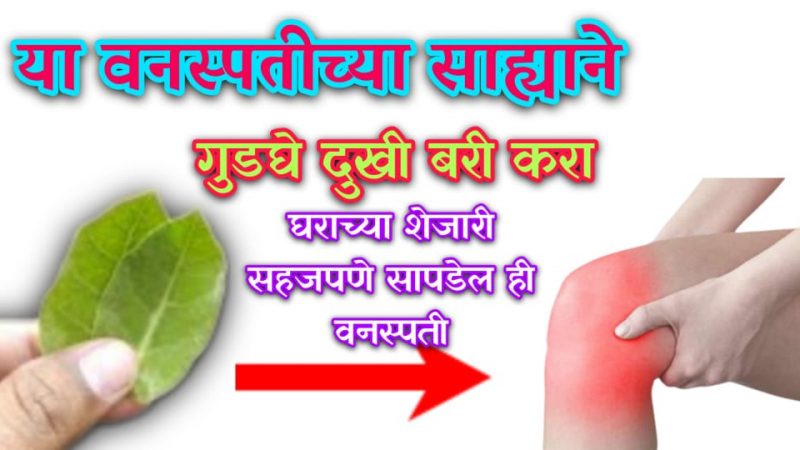 गुढगेदुखीवर फुकटचा इलाज; या 2 वनस्पतीच्या पानांच्या या तेलाने गुढग्याची मालिश करा.!