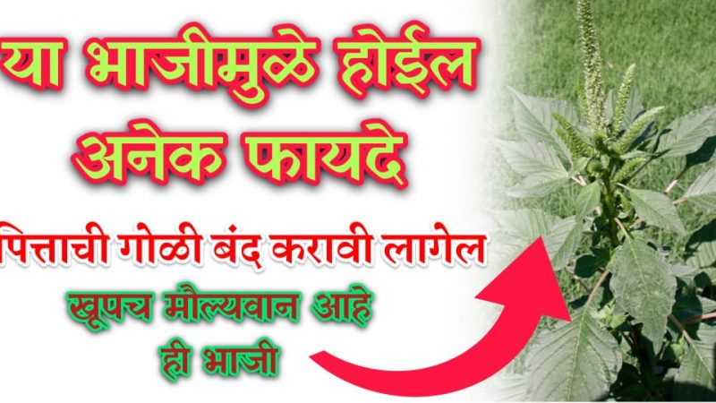 बाजारात ही भाजी दिसताच विकत घ्या; सोन्यासारखी मौल्यवान भाजी, पित्त घरगुती उपचार साठी खूपच आहे उपयुक्त.!