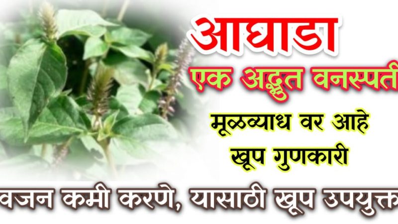 कसलीही मुळव्याध असू द्या याच्या वाळलेल्या बिया अश्या प्रकारे खा; खूपच अद्भुत आहे हि वनस्पती.!