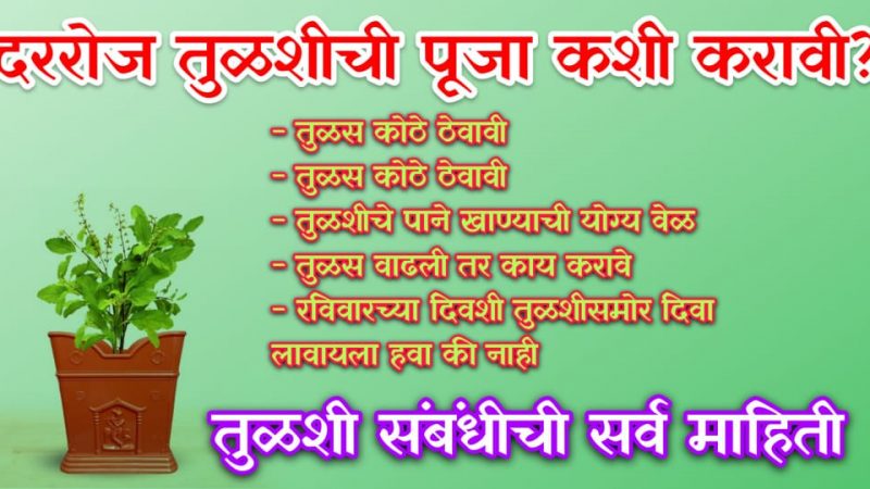 दररोज तुळशीची पूजा कशी करावी.? तुळस कोठे ठेवावी.? जल अर्पण करण्याचा नियम नक्की पहा.!
