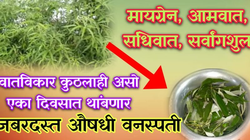 मायग्रेन, आमवात, संधीवात, सांधेदुखी सर्व वातविकार एका दिवसात थांबवणाऱ्या या औषधी वनस्पतीबद्दल एकदा नक्की जाणून घ्या.!