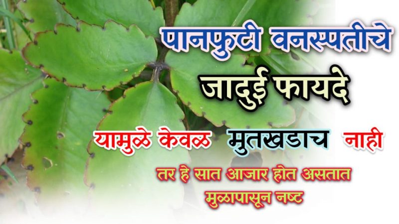 फक्त “हे” पान खा आणि मुतखडा दूर करा; जाणून घ्या पानफुटी वनस्पतीचे जादूई फायदे.!