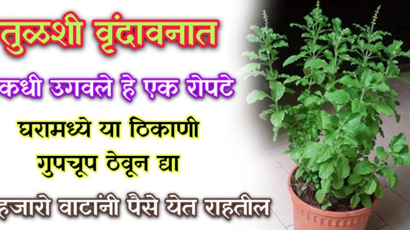 जर तुळशीमध्ये उगवले हे रोप तर लपवून ठेवा; धनाला चुंबकासारखे खेचते हा उपाय.!