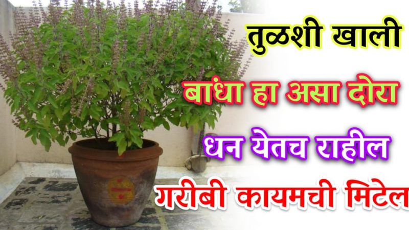 तुळशी खाली बांधा ही फक्त 1 वस्तू; गरिबी कायमची नाश पावेल,घरामध्ये कधीच धनाची कमी भासणार नाही.!