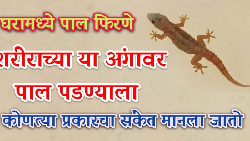 घरात पाल फिरणे, शरीराच्या या विशेष अंगावर पडणे कोणत्या गोष्टीचे आहेत हे संकेत.?