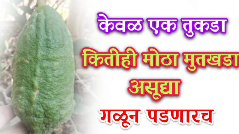 कितीही मोठा मुतखडा असुद्या या घरगुती उपायाने केवळ २ दिवसातच बाहेर पडेल.!