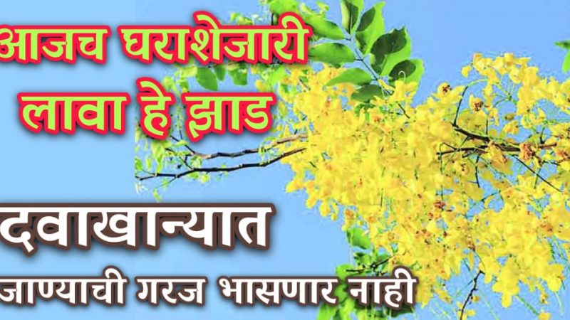 सर्दी, ताप, डायबिटीस, मूळव्याध, पोट साफ न होणे यासाठी वरदानच आहे हि वनस्पती; १ दिवसातच मिळेल आराम.!