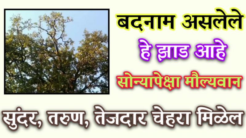 बदनाम असलेले हे झाड आहे सोन्यापेक्षाही मौल्यवान; त्याचे होणारे फायदे पाहून तुम्हालाही विश्वास बसणार नाही.!