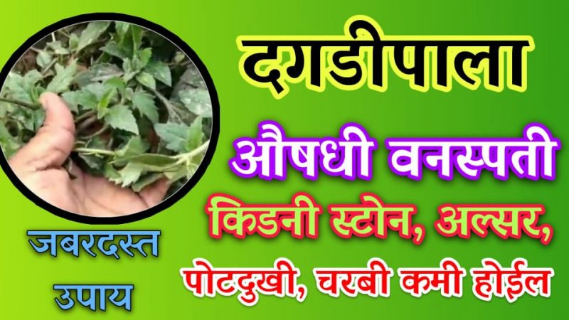 खूपच चमत्कारी आहे हि वनस्पती; किडनी स्टोन, पोटदुखी,अल्सर,चरबी करते मुळापासून गायब.!