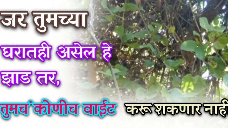 तुमच्या घरासमोर असेल हे झाड तर तुमचं कुणीही वाईट करू शकणार नाही.!