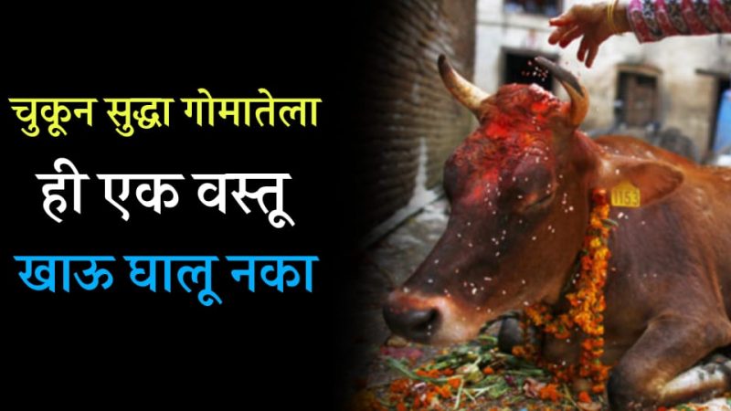 गाईला कधीच चुकून माखून पण या वस्तू खाऊ घालू नका; नाहीतर घरात येते कायमची गरिबी.!