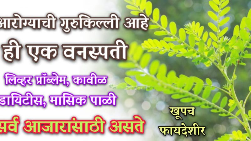 १०० वर्ष स्वस्थ जीवनाची चावी आहे भुईआवळा वनस्पती; कावीळ, डायबिटीज यासारखे प्रॉब्लेम करेल मुळापासून नष्ट.!