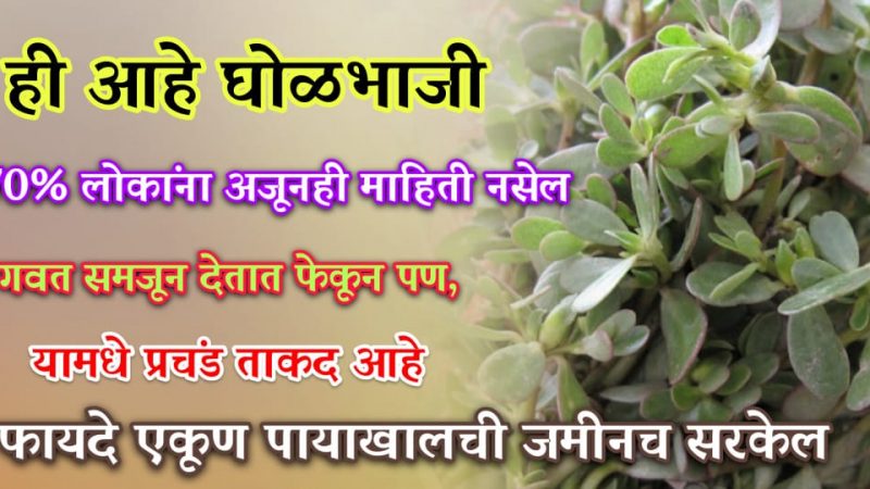 आजही ७०% लोकांना माहीत नाही ही “घोळभाजी”; गवत समजून फेकून न देता करा असा उपयोग.!
