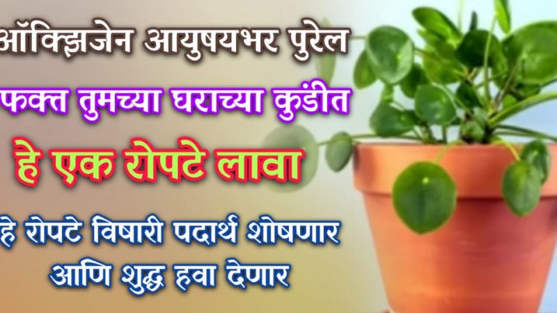 फक्त हे छोटेसे झाड घरात लावा, घरातील सर्व विषारी घटक शोषून घेईल; ऑक्सिजन राहील १००% शुद्ध.!