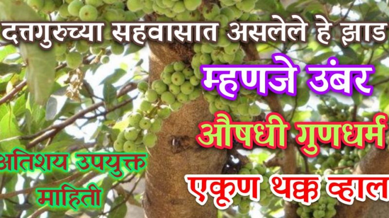 दत्तगुरूंच्या सहवासातील असलेल्या उंबराचे औषधी गुण ऐकून तुम्ही नक्कीच चकित व्हाल.!