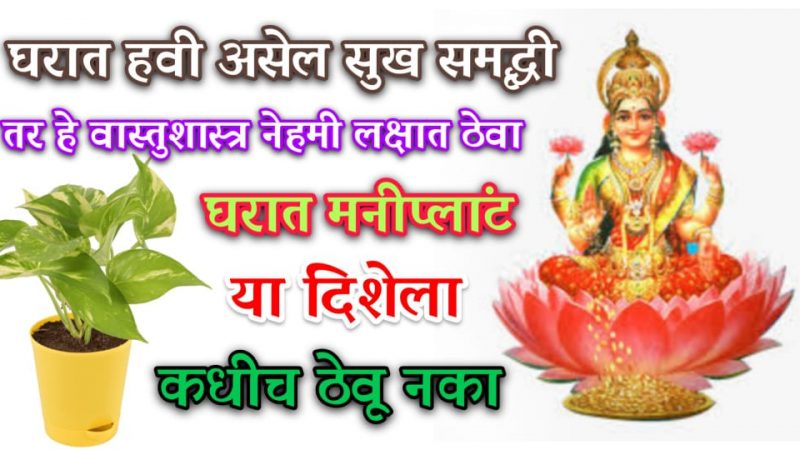 घरात सुख, समृद्धी हवी असेल तर या दिशेला कधीच ठेऊ नका मणी प्लांट.!