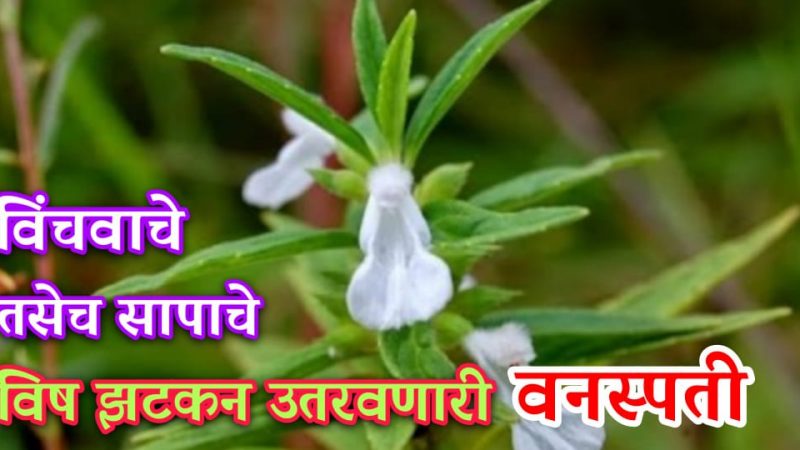 ९९% लोकांना माहित नाही हि वनस्पती; सापाचे विष उतरवण्यास खूपच उपयुक्त आहे ही ‘द्रोणपुष्पी’.!