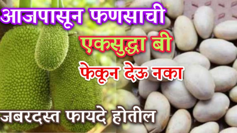 फणसाच्या बीयांचा असा वापर पाहून तुम्हीसुद्धा दंग व्हाल; खूपच फायदेशीर आहेत या बिया.!