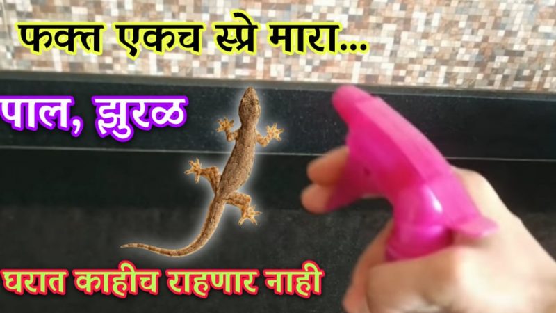 घरातून पाल, झुरळ, डास, माशा पळवून लावणारा घरचा स्प्रे; सर्व डास सैरावैरा पाळायला लागतील.!