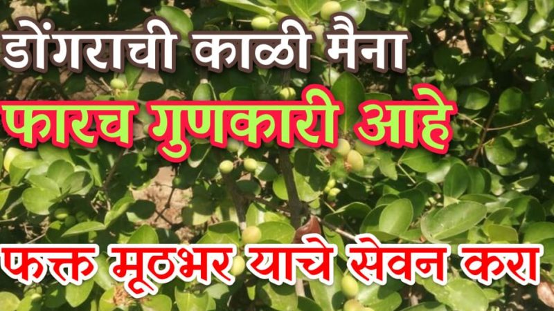 डोंगराची काळी मैना आहे फारच गुणकारी; दिसेल तिथे थांबून मूठभर तरी खा.!