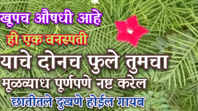 मूळव्याधचा त्रास आहे.? मग हा उपाय एकदा नक्की कराच; मुळव्याधासोबत हे २ आजार मुळापासून करतील नाहीसे.!