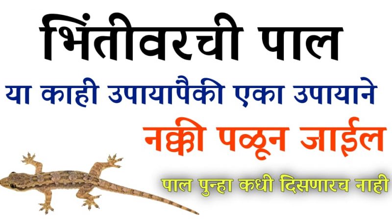 पाल घरा बाहेर काढण्याचे हे आहेत महत्त्वाचे काही उपाय; घरात पुन्हा कधीच पाल येणार नाही.!