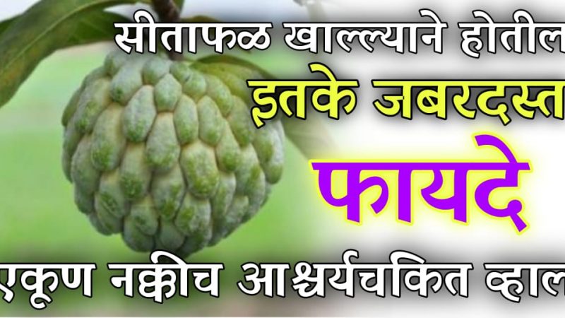 सिताफळ खाल्ल्याने होणारे जबरदस्त फायदे जाणून तुम्हीसुद्धा भारावून जाल.!