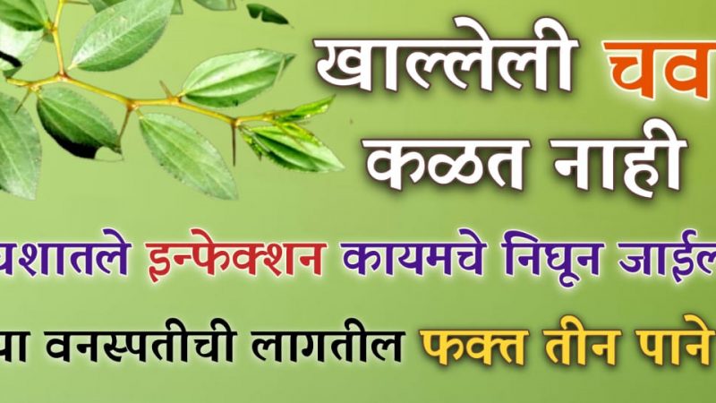 घराशेजारच्या वनस्पतीची 2 पान या पद्धतीने खा; शरीरातील कफ नष्ट होऊन खोकला आणि घशातील इन्फेक्शन सुद्धा होईल गायब.!