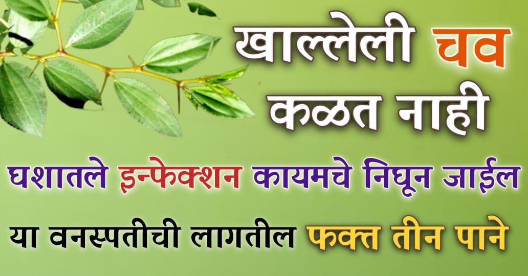 घराशेजारच्या वनस्पतीची 2 पान या पद्धतीने खा; शरीरातील कफ नष्ट होऊन खोकला आणि घशातील इन्फेक्शन सुद्धा होईल गायब.!