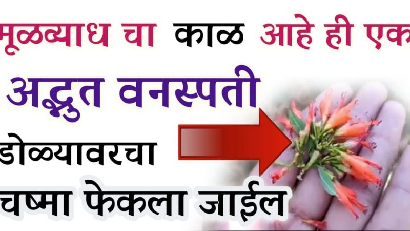 मूळव्याधीचा काळ आहेत ही फुले; अपचन, मूळव्याध यासाठी अशाप्रकारे याचा वापर करा.!