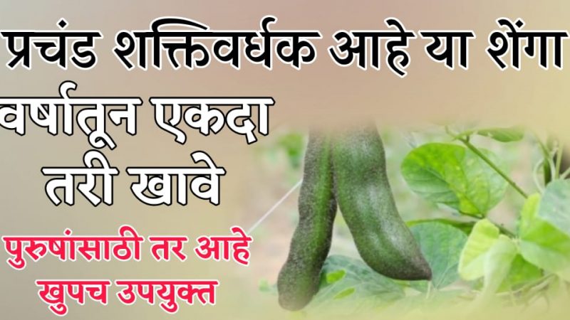 भयंकर शक्तिवर्धक आहेत या कोहिरीच्या शेंगा; या हिवाळ्यात आवश्य खा याची भाजी.!