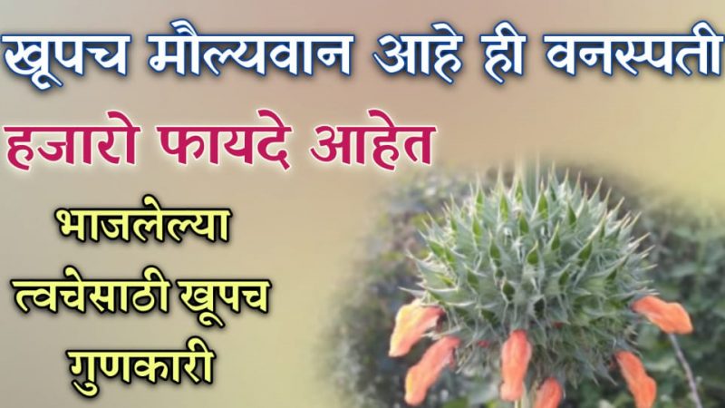 अत्यंत मौल्यवान पण दुर्लक्षित आहे हि वनस्पती; प’क्षाघा’तावर अत्यंत गुणकारी आहे हि वनस्पती.!