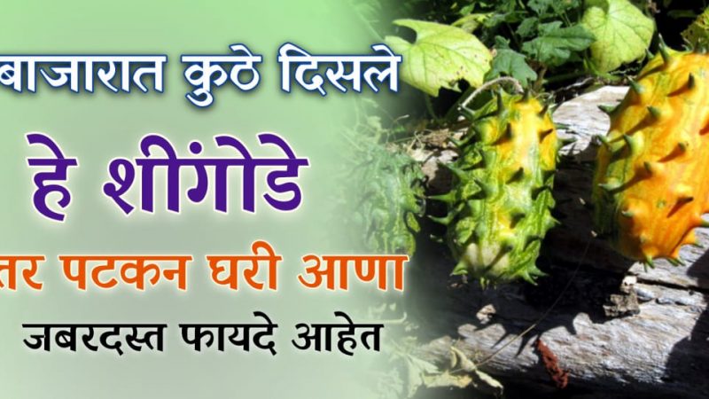 बाजारात दिसताक्षणी विकत घ्या हे फळ; रक्त इतके वाढेल,की रक्तदान करावे लागेल, ॲनिमिया वर घरगुती उपचार.!