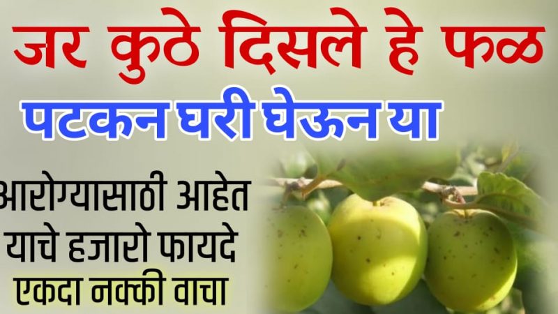 दिसताक्षणी तोंडात टाका हे फळ; नशीबवान लोकांनाच मिळते हे फळ ,फायदे जाणल्यावर थक्क व्हाल.!